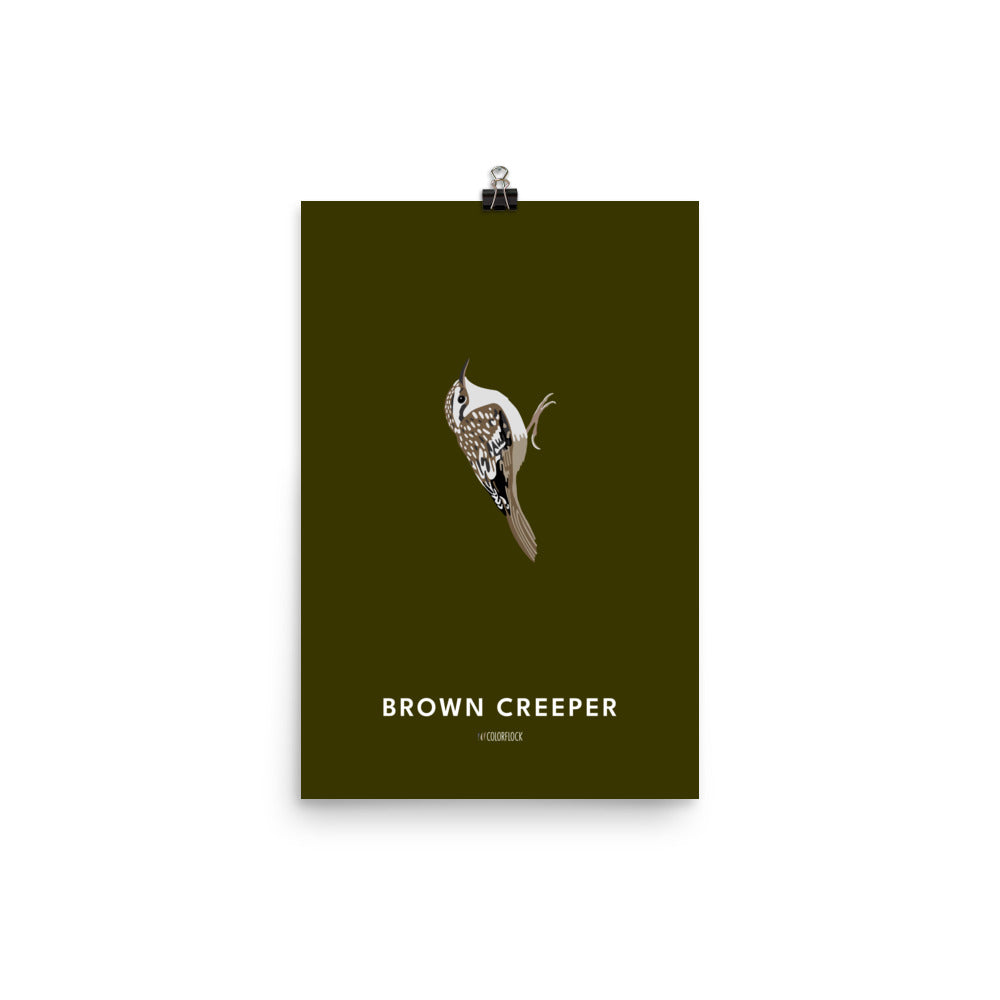 Brown Creeper Poster