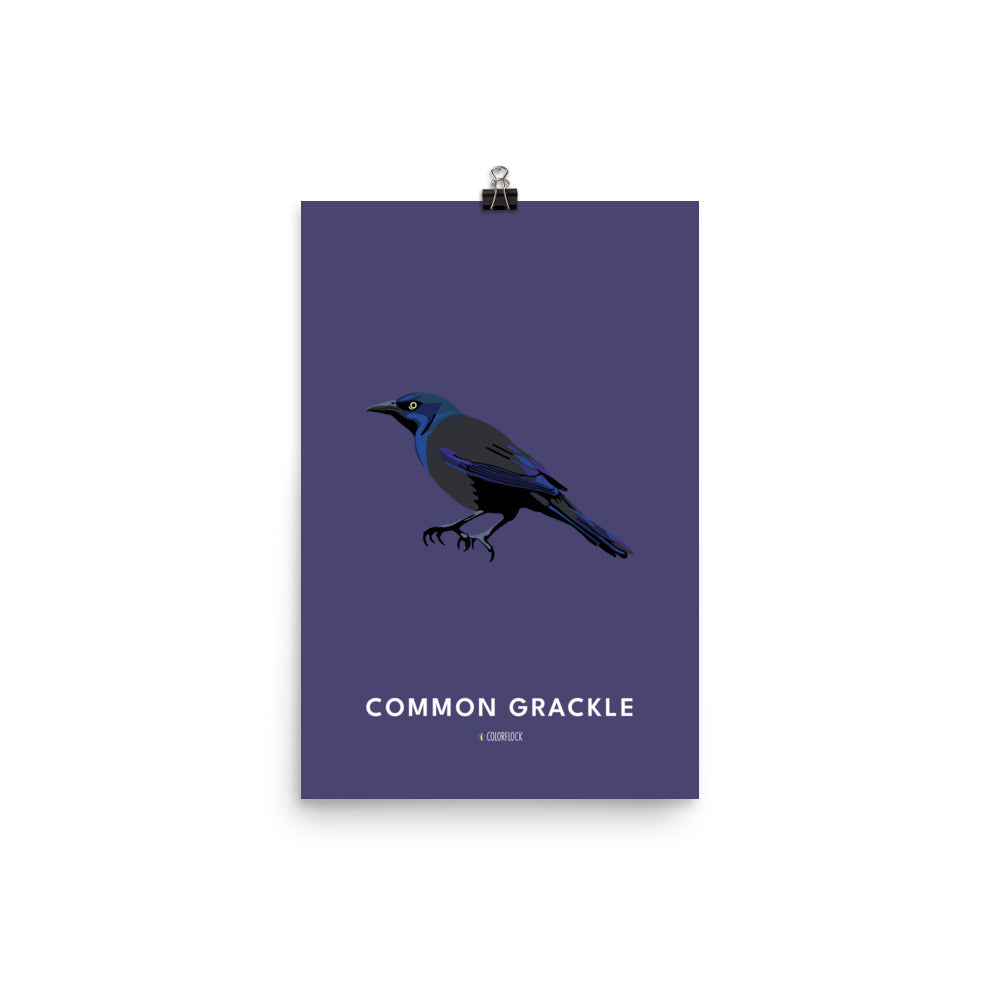 Common Grackle Poster