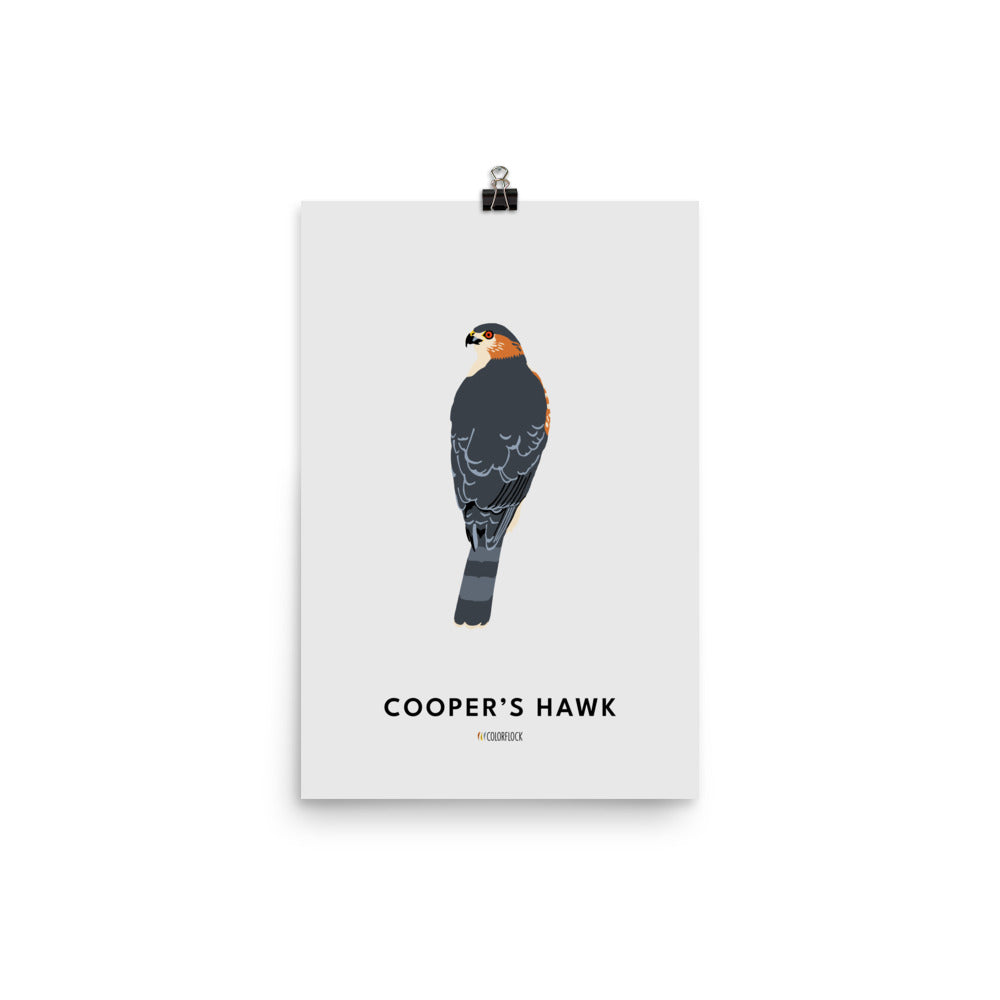 Cooper's Hawk Poster