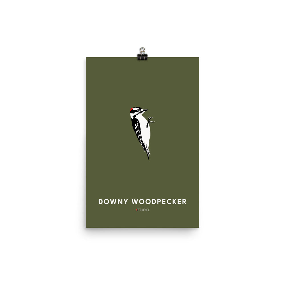 Downy Woodpecker Poster