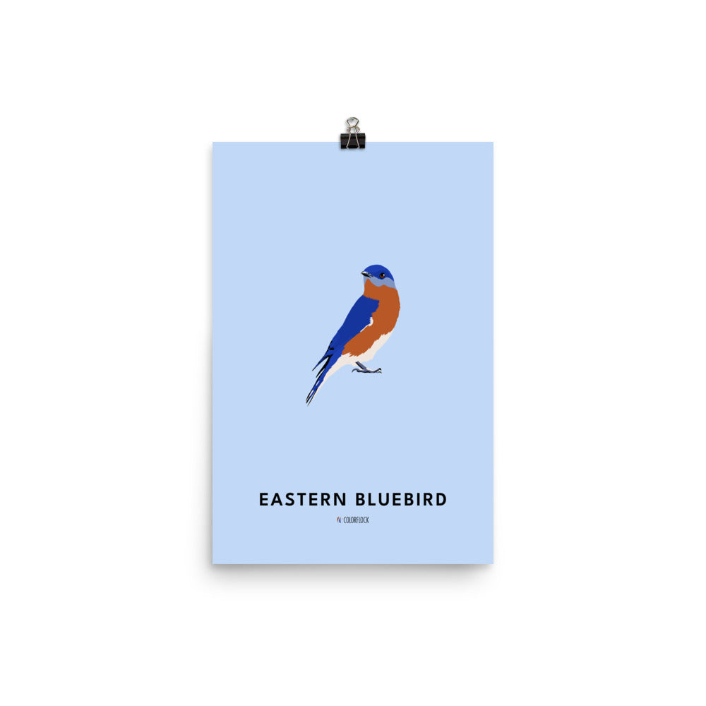 Eastern Bluebird Poster