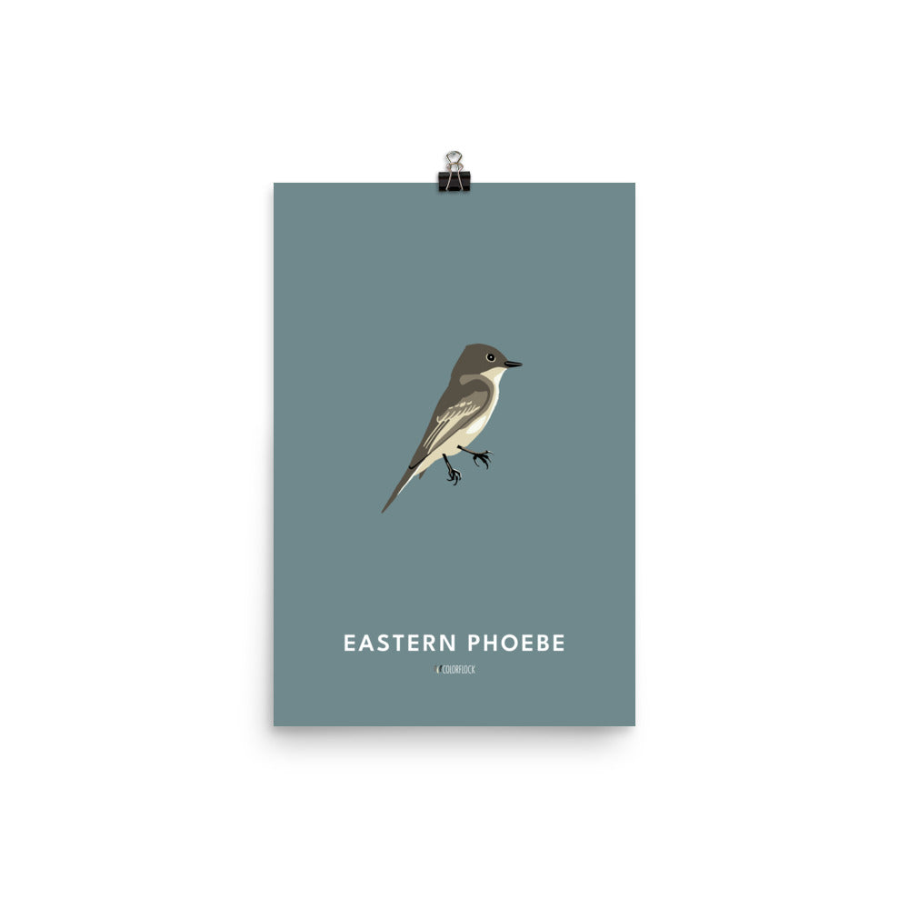 Eastern Phoebe Poster