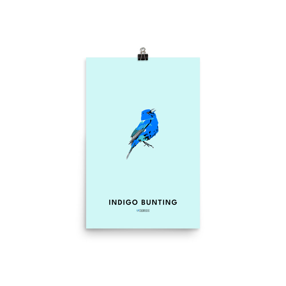 Indigo Bunting Poster