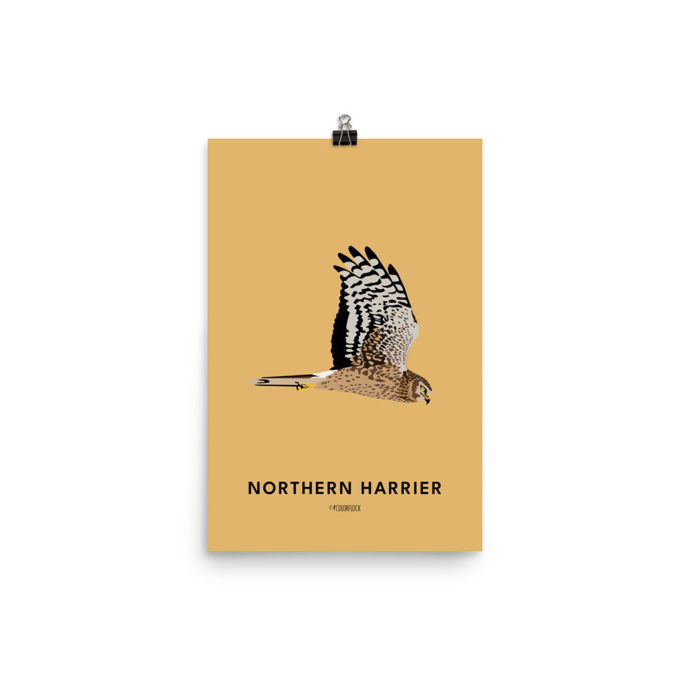 Northern Harrier Poster