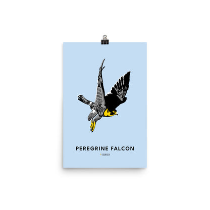 Peregrine Falcon Poster