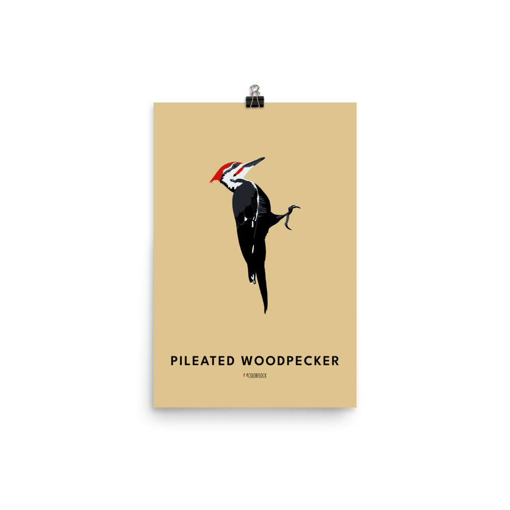 Pileated Woodpecker Poster