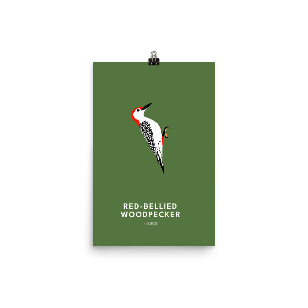 Red-bellied Woodpecker Poster