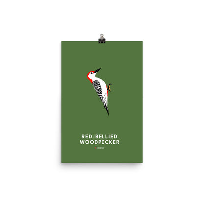 Red-bellied Woodpecker Poster