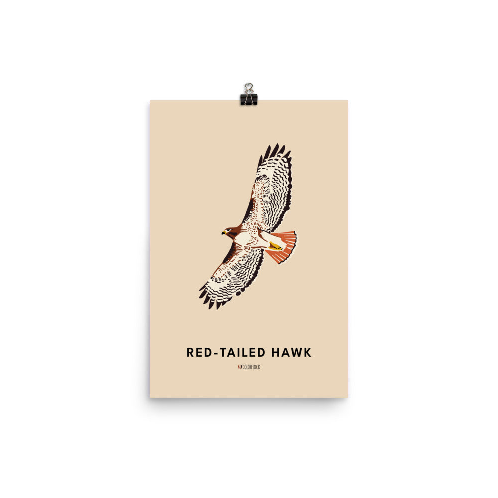 Red-tailed Hawk Poster