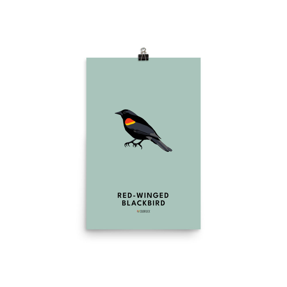 Red-winged Blackbird Poster