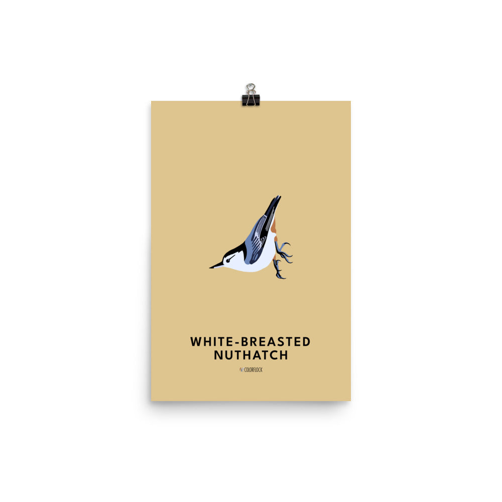 White-breasted Nuthatch Poster