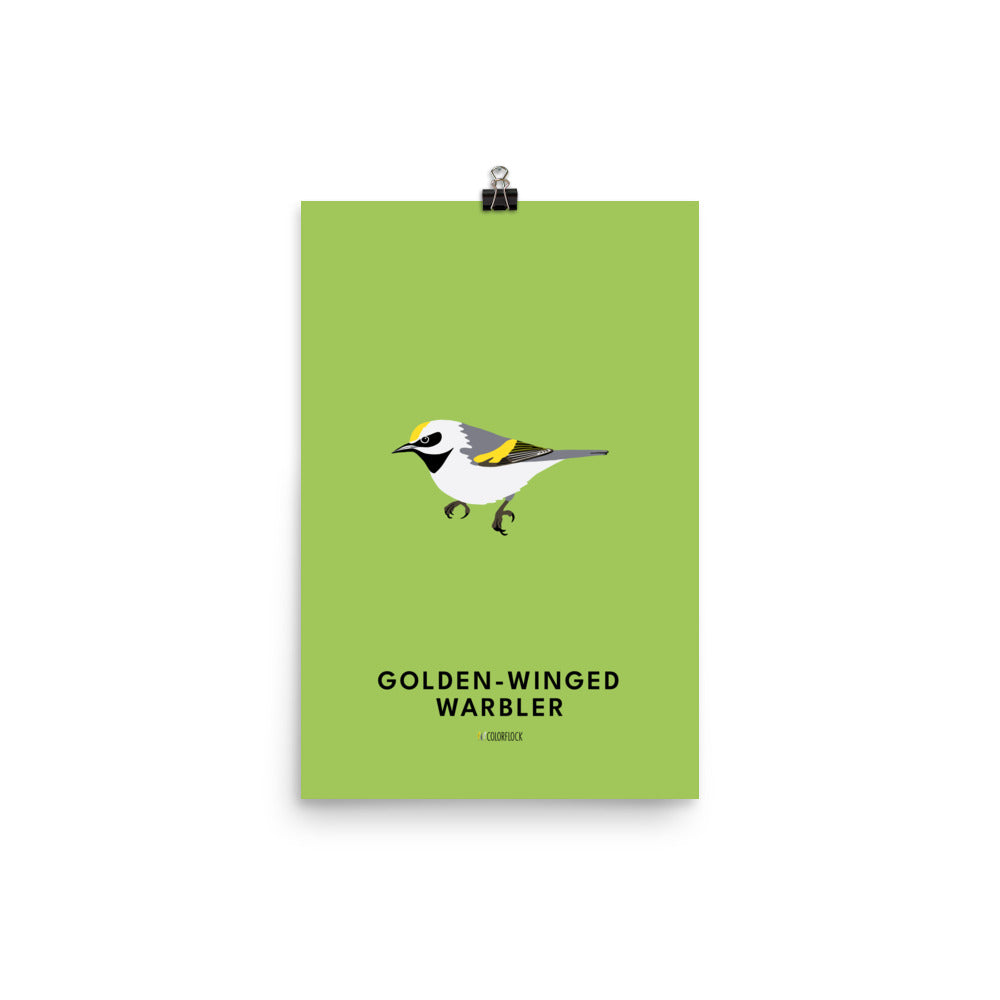 Golden-winged Warbler Poster