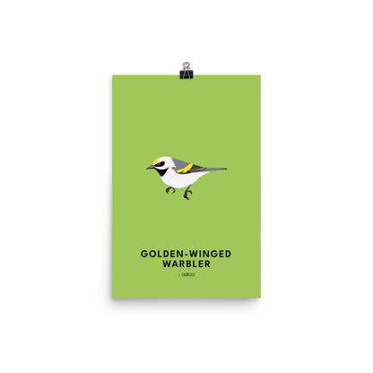 Golden-winged Warbler Poster