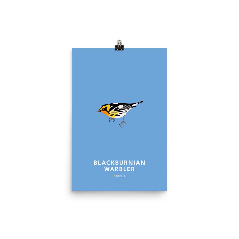 Blackburnian Warbler Poster