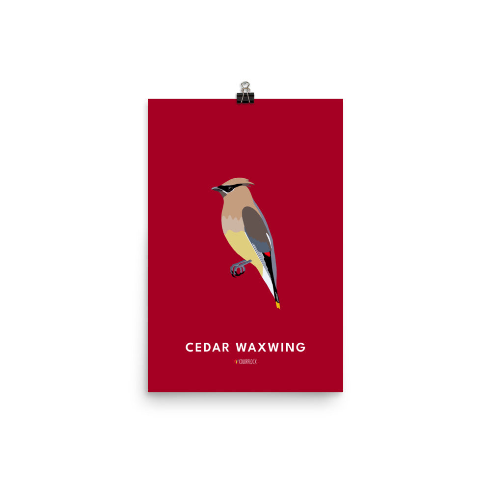 Cedar Waxwing Poster