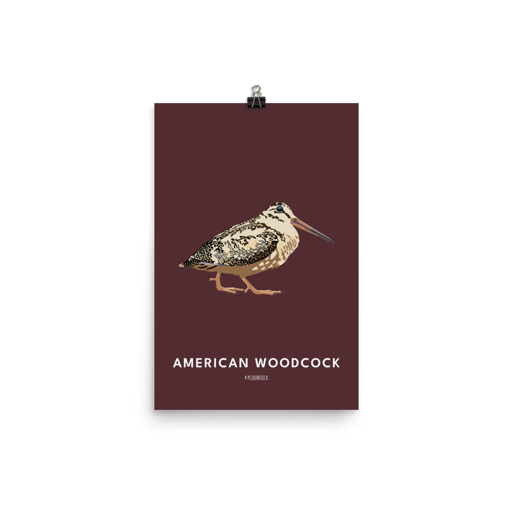 American Woodcock Poster