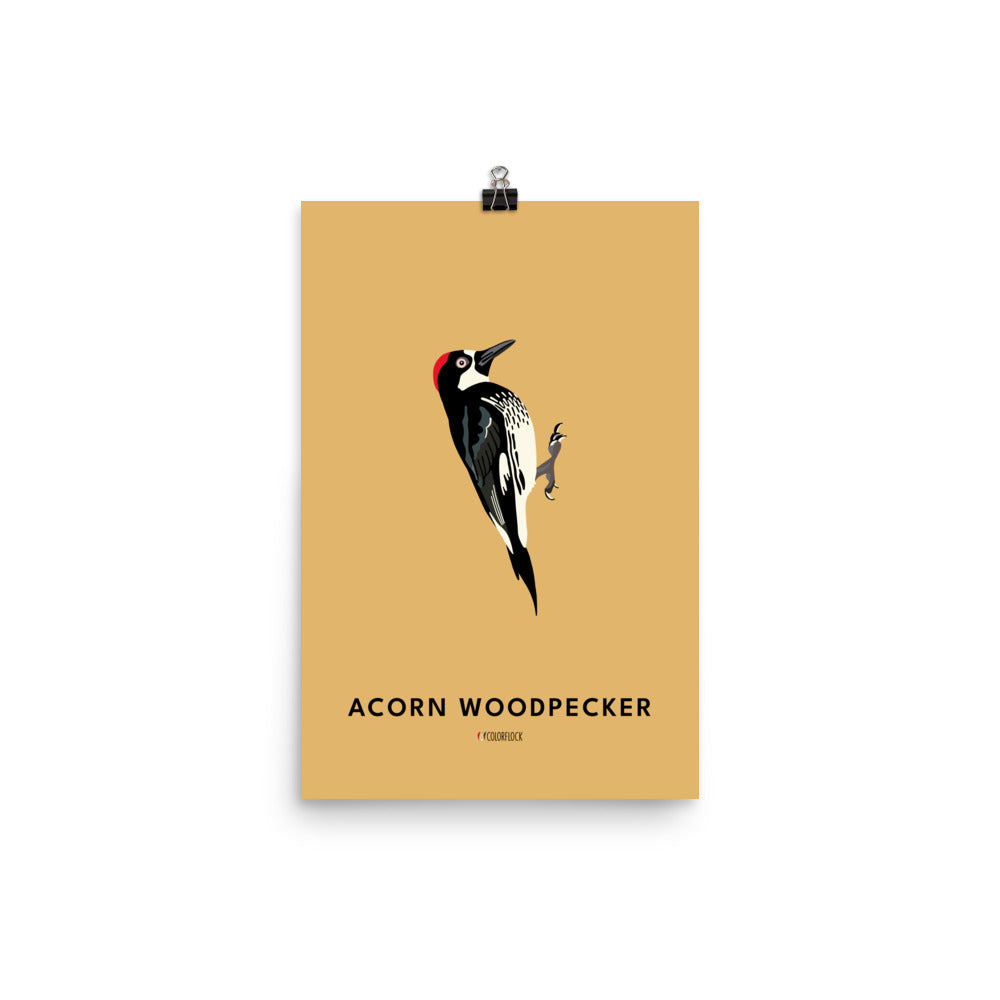 Acorn Woodpecker Poster