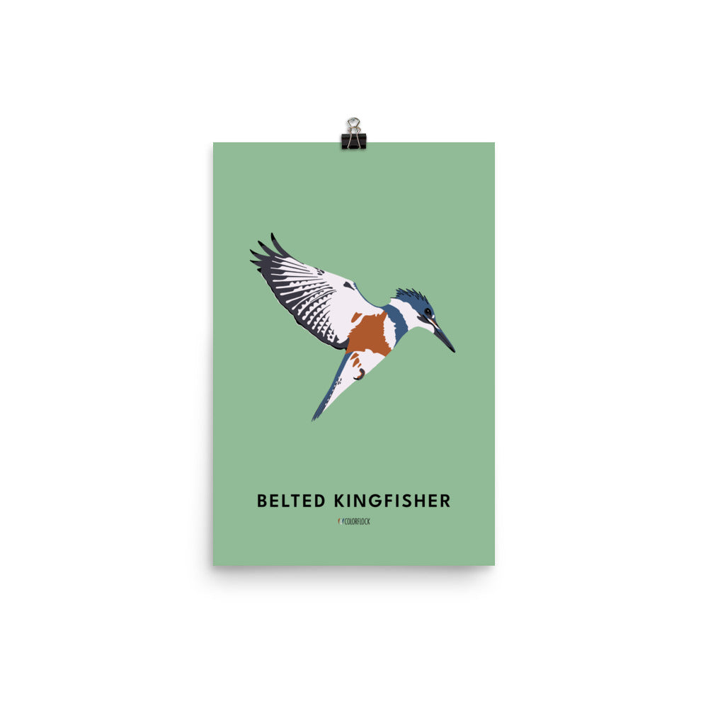 Belted Kingfisher Poster