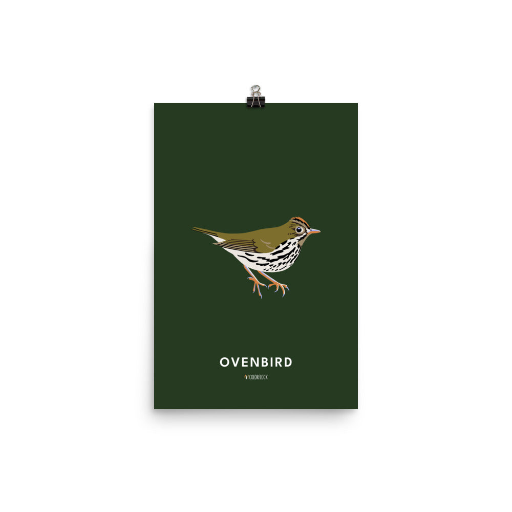 Ovenbird Poster